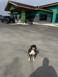 A black and white dog sits on a paved street in front of a house under construction, with a black truck parked nearby.